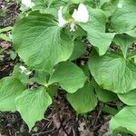 Trillium flexipes 叶