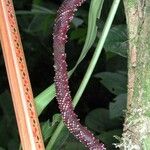 Anthurium subsignatum Bark