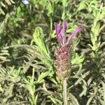 Lavandula pedunculata Цвят