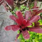 Aechmea caudata Blatt