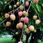 Litchi chinensis Froito