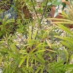 Calliandra surinamensis Habit