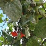 Cordia sebestena Fruit