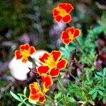 Tagetes tenuifoliaHábito