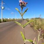 Oxypetalum solanoides Hoja