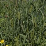 Setaria viridis Fleur