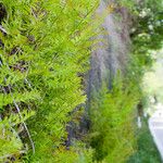 Osmunda regalis Habitat