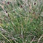 Juncus conglomeratus Hábitos