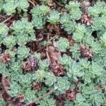 Rhodiola pachyclados Συνήθη χαρακτηριστικά