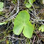 Ranunculus thora Blad