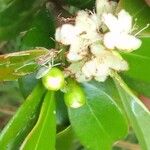 Psidium cattleyanum പുഷ്പം