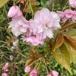 Prunus serrulata Цвят