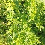 Trigonella foenum-graecum Φύλλο