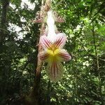 Drymonia rubripilosa Flower