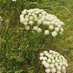 Libanotis pyrenaica 花