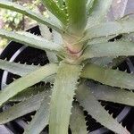 Aloe × spinosissima Hoja
