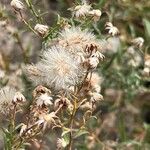 Dittrichia viscosaFlors