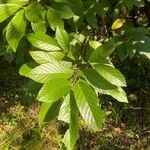 Frangula caroliniana Leaf