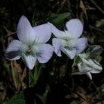 Viola jordanii Kvet