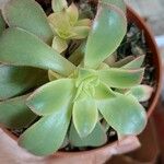 Aeonium decorum 葉