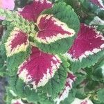 Plectranthus scutellarioides Yaprak