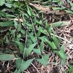 Taraxacum hispanicum