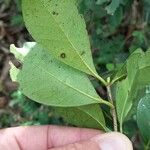 Myrcianthes fragrans Blad