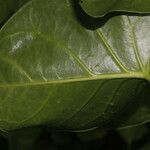 Matelea magnifolia