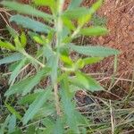 Baccharis dracunculifolia Frunză