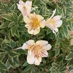 Alstroemeria aurea Habit