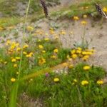 Carex frigida Libunga