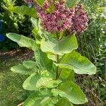 Asclepias syriaca Blatt