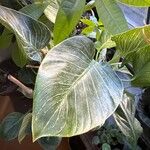 Philodendron tatei Leht