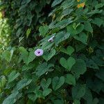 Ipomoea tiliacea Costuma