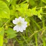 Geranium versicolor 花