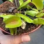 Dionaea muscipulaLeaf