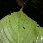 Monstera costaricensis