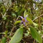 Solanum subinerme Flower