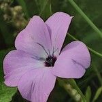 Eudianthe coeli-rosa Flower