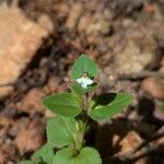 Vandellia diffusa Flower