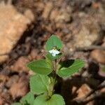 Vandellia diffusa 花