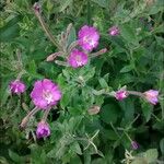 Epilobium hirsutum Blomma