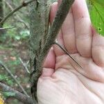 Crataegus punctata Bark