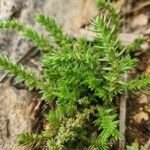 Crassula schimperi Blad