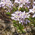 Iberis procumbens 花