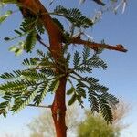 Vachellia seyal Folha