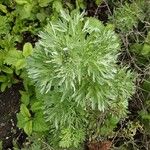 Artemisia absinthium Lehti