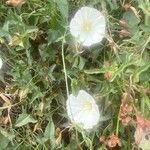 Calystegia macrostegia Õis