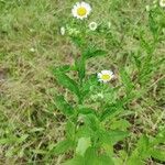 Erigeron annuusÇiçek