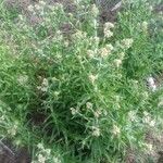 Pseudognaphalium undulatum Floro